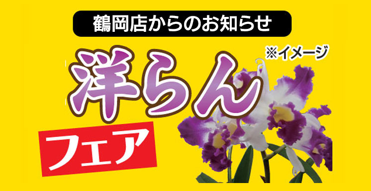 洋ランフェア