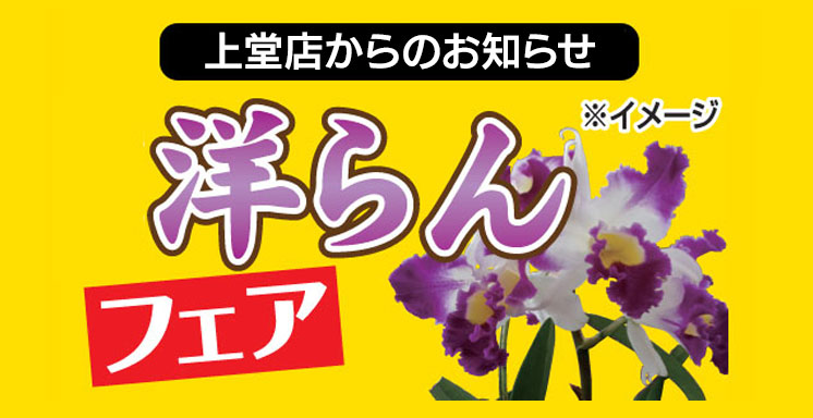 洋ランフェア