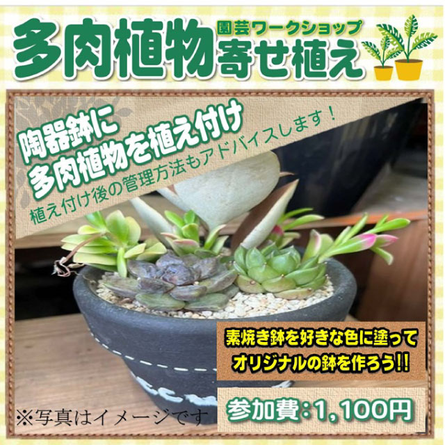 DCM 富山本郷店 多肉植物陶器鉢植えワークショップ開催!!｜イベント