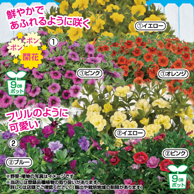 日生中央店 チラシ情報 ｄｃｍ