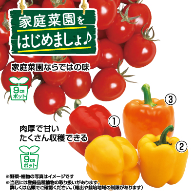 浜北店 チラシ情報 dcm 浜北店 チラシ情報 dcm