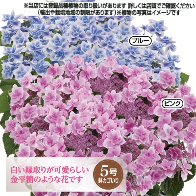 母の日に贈ろう チラシ情報 dcm 母の日に贈ろう チラシ情報 dcm