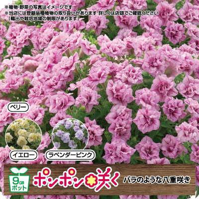 ペチュニア　小輪八重