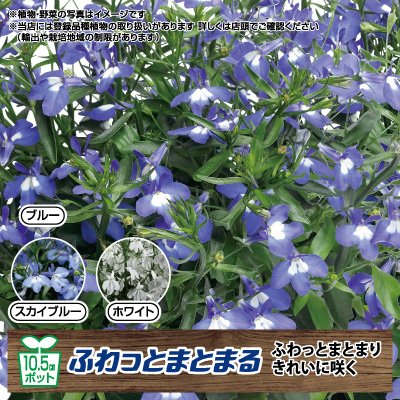 ロベリア