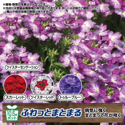 バーベナ
