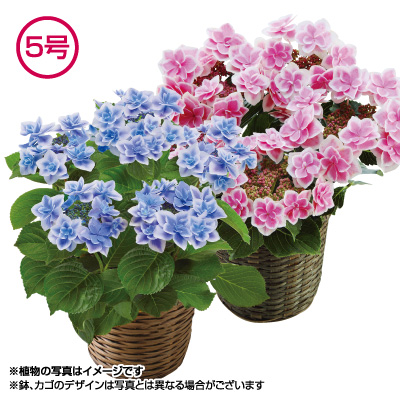 アジサイ コンペイトウ