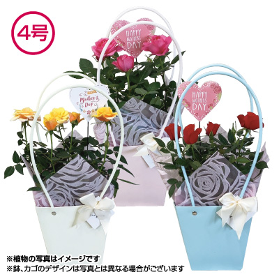 ミニバラ　