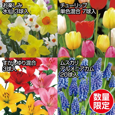 お買い得<br>秋植え球根