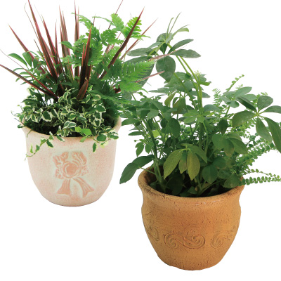 観葉寄せ植え陶器鉢