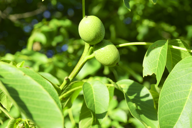 クルミ 果樹 庭木 ガーデンメモ How To ｄｃｍ