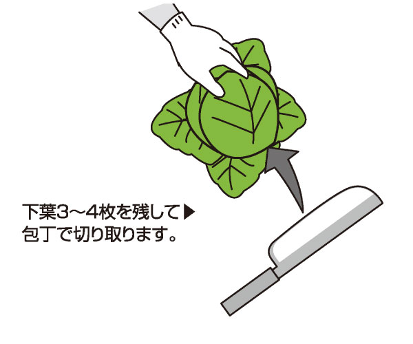 収穫