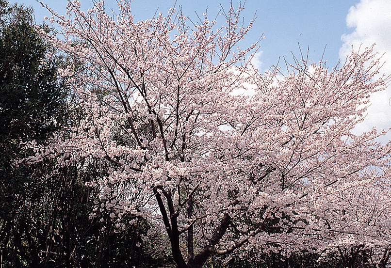 桜