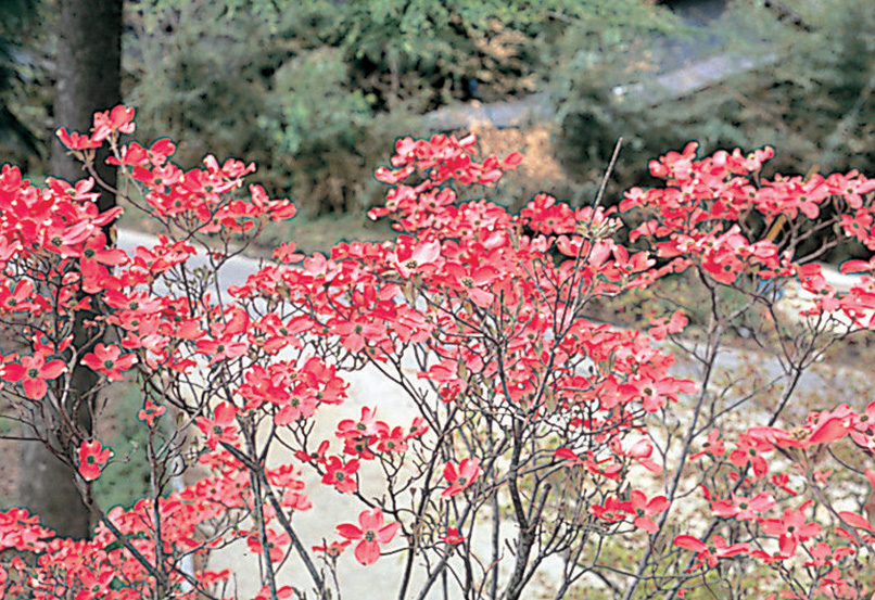 花水木