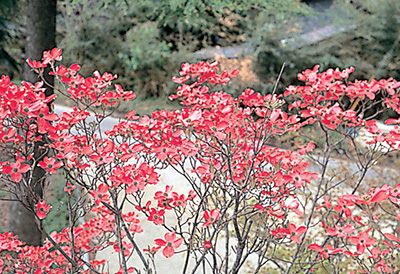 花水木