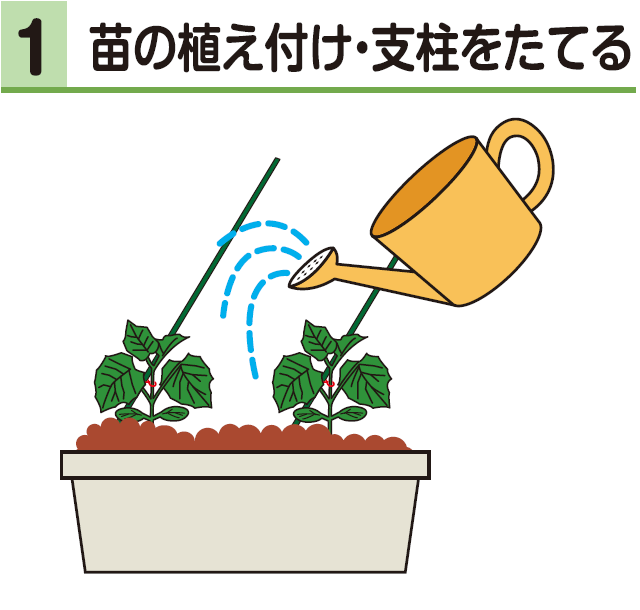 1苗の植え付け・支柱をたてる