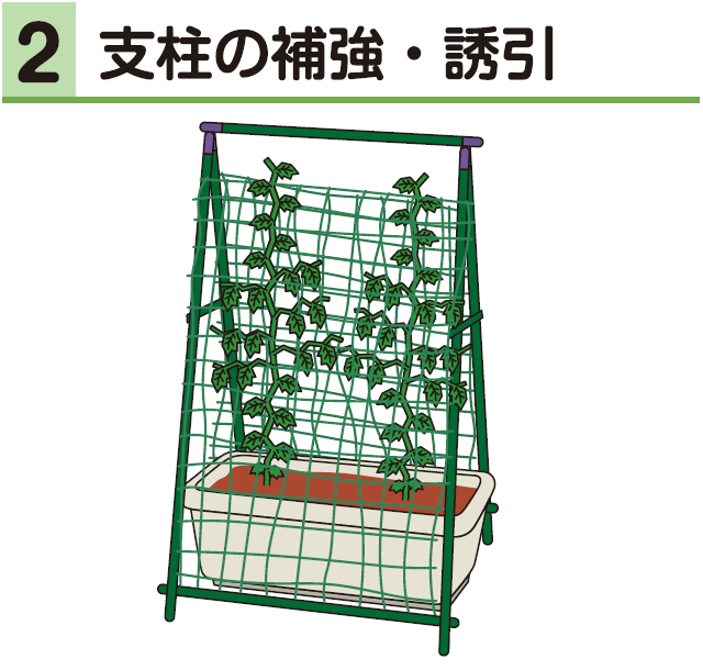 2支柱の補強・誘引