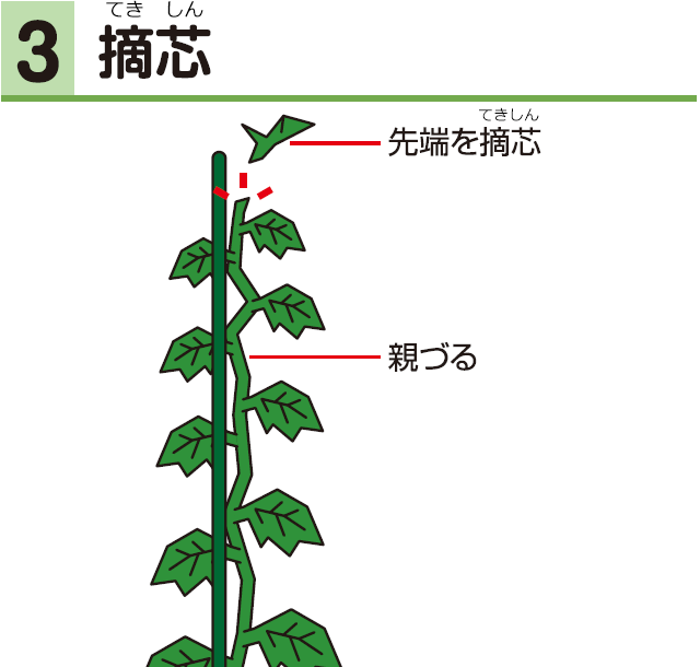 3摘芯