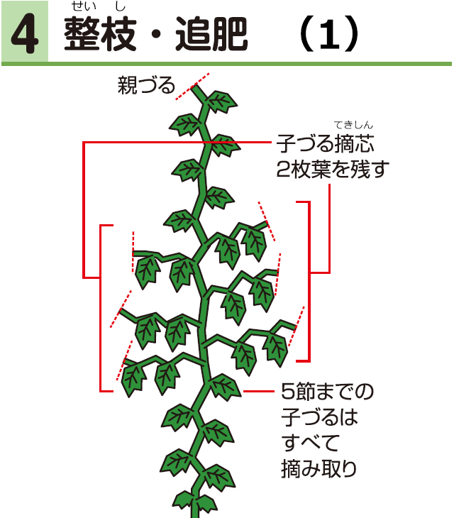 4整枝・追肥（1）