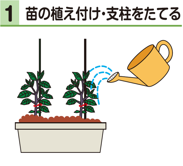 1苗の植え付け・支柱をたてる