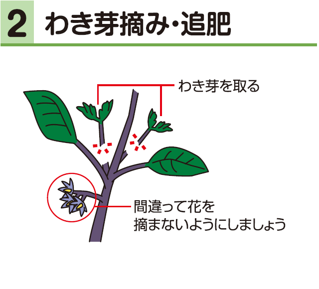 2わき芽摘み・追肥