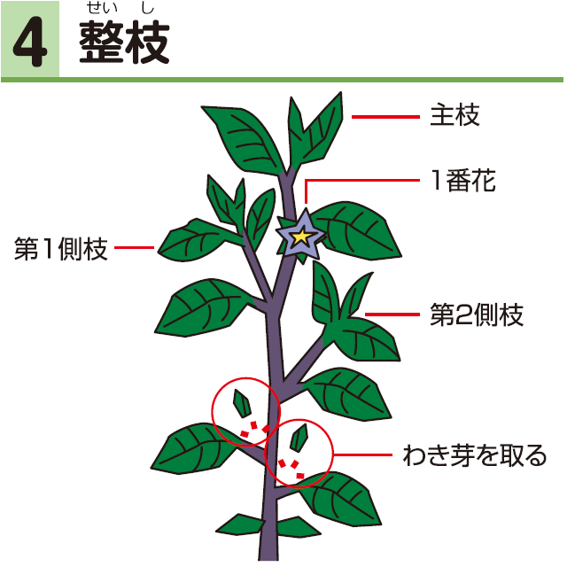 4整枝