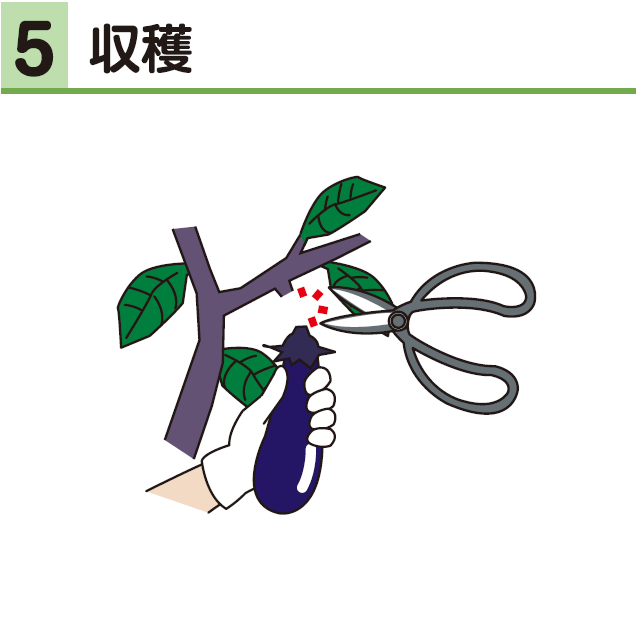 5収穫