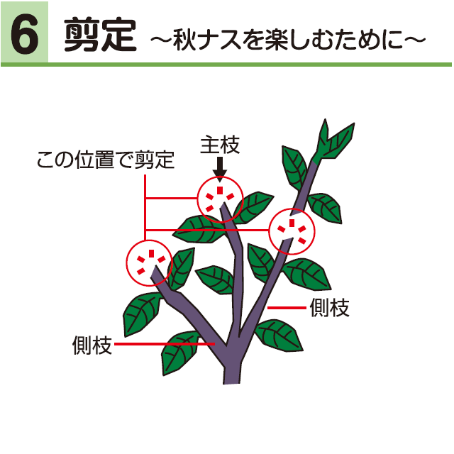 6剪定～秋ナスを楽しむために～