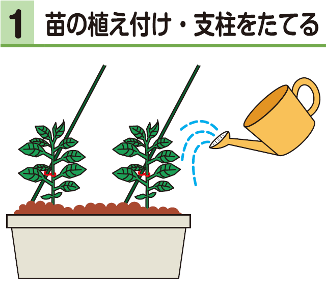 1苗の植え付け・支柱をたてる