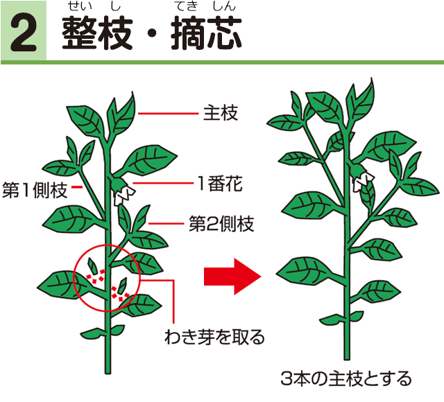 2整枝・摘芯