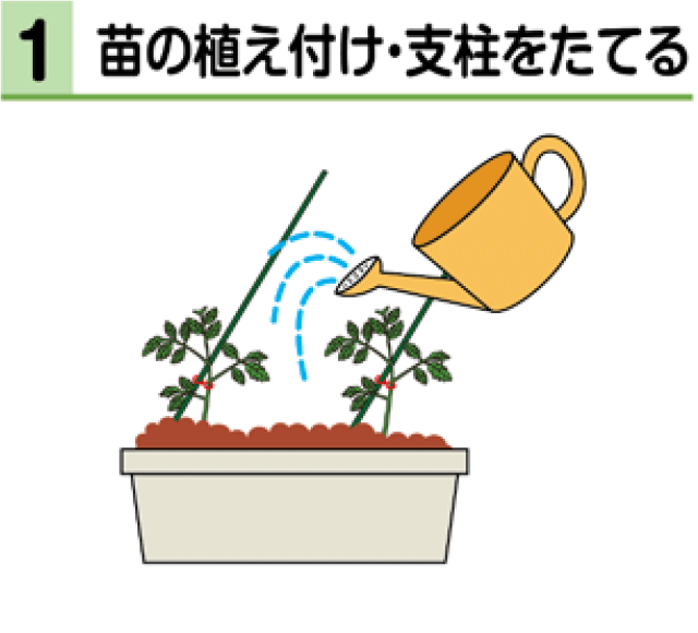 1　苗の植え付け・支柱をたてる