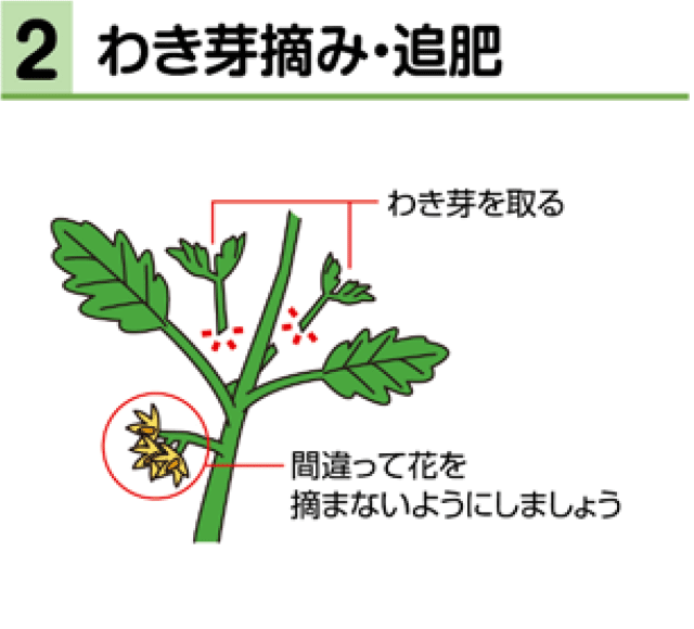 2　わき芽摘み・追肥