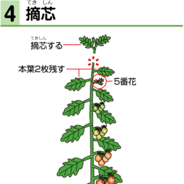 4　摘芯