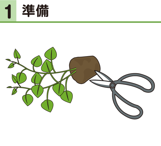 サツマイモ・準備