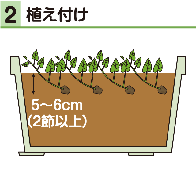 サツマイモ・植え付け