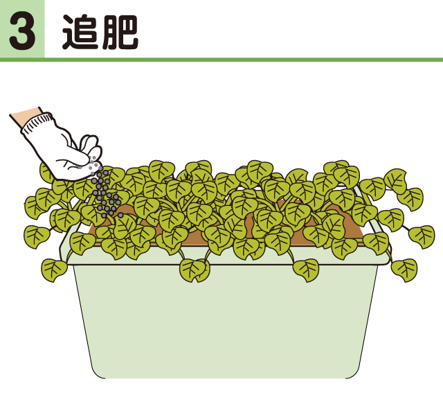 サツマイモ・追肥