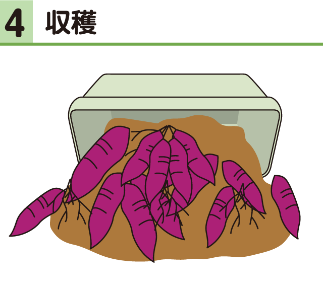 サツマイモ・収穫