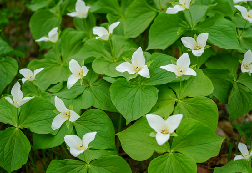 えんれいそう 季節の花300