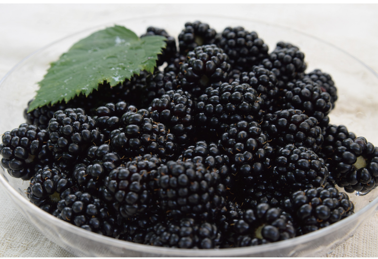 ブラックベリー｜果樹・庭木｜ガーデンメモ｜HOW TO｜DCM