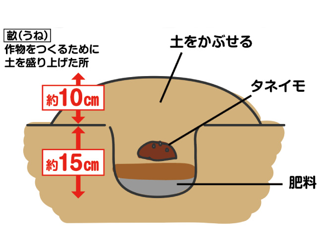 植え付け
