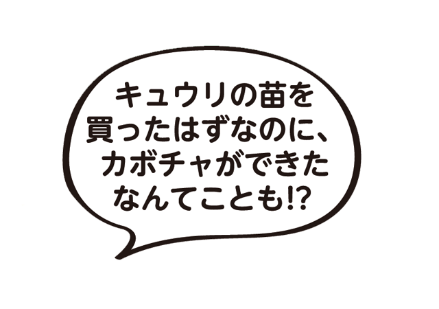 キュウリの苗を買ったはずなのに、カボチャができたなんてことも！？