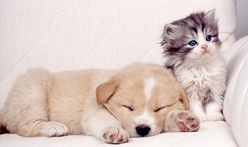 ペットショップ