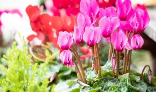 フラワーショップ