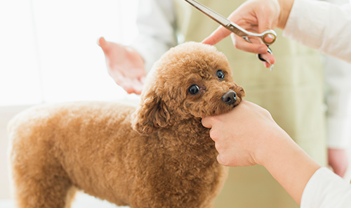 ペットトリミング