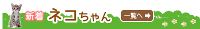 新着ネコちゃん