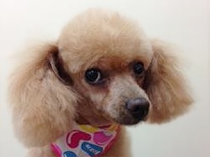 231_lulu_1