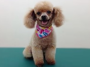 231_lulu_2