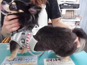 チップくん全身