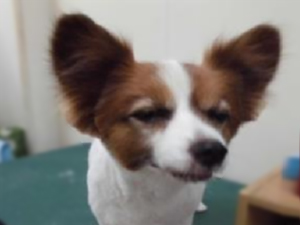 ヨンタくん顔