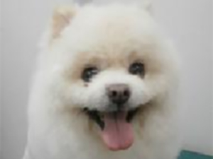 クー太郎くん顔