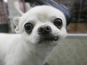 302_teto_1